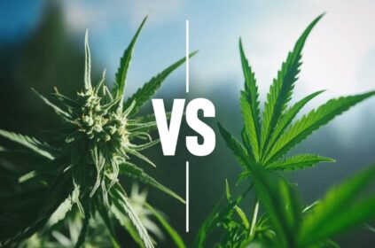 Delta-8 vs CBD: Discover Effects and Benefits