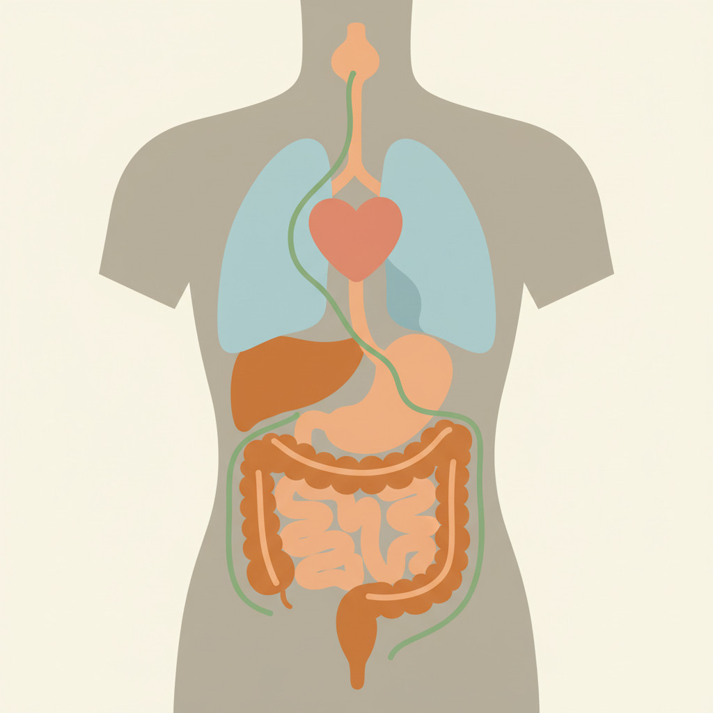 Stylized illustration of the parasympathetic nervous system