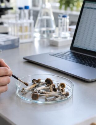 Lab bench with psilocybin mushrooms and potency data on laptop screen