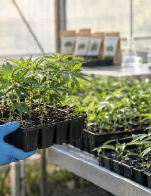 Young hemp seedlings growing in a greenhouse nursery with natural light